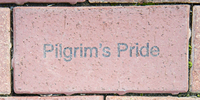 Pilgram's Pride